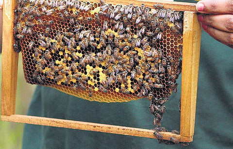 A swarm of bees removed from the box
