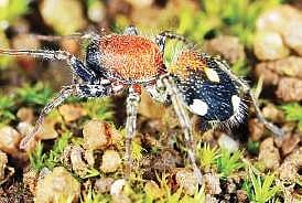 A CLASSY WEB- Arachnology students from Kochi win at Bangkok