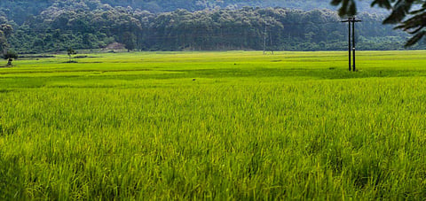 Image of a farm used for representational purpose only. (Photo | Muthiah Murugappan)