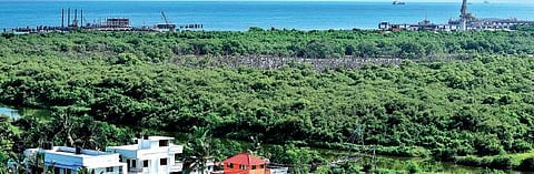 The mangrove cover at Puthuvype Albin Mathew