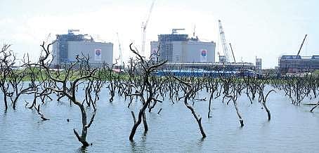 Proposal mooted to reserve 50 hectares of mangroves