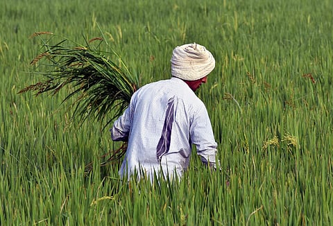 The loan covers over 1,000 villages across 12 most climate vulnerable districts of Andhra Pradesh (File | EPS/Madhav K)