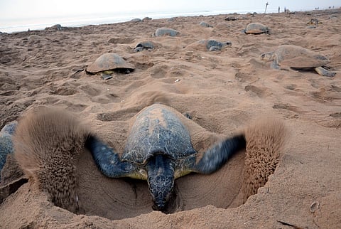 An endangered Olive Ridley turtle digs in to the sand to prepare to lay eggs on Rushikulya beach in Podampetta, in Ganjam district of Odisha. (Biswanath Swain | EPS)