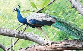 Four peacocks rescued during raid in Mulbagal