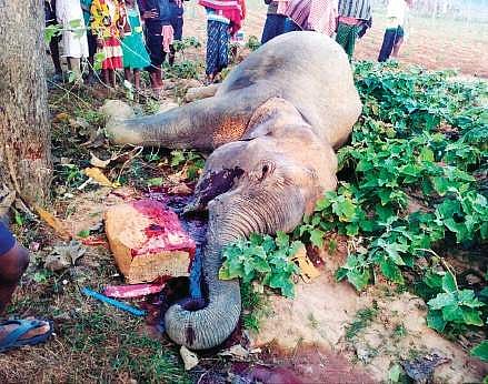 Carcass of the eight-year-old elephant lying in a pool of blood at Rajanagar | Express