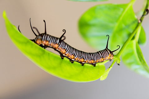 ‘Earthworms best natural moisture’