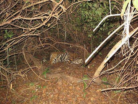 The carcass of Mahavir in Satkosia Tiger Reserve. (Photo |EPS)