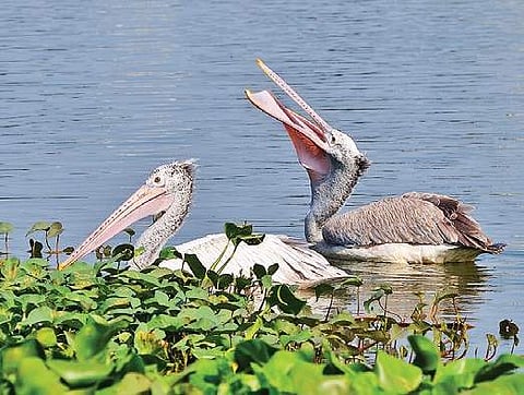 Image used for representation (File | EPS/Sunish P Surendran)