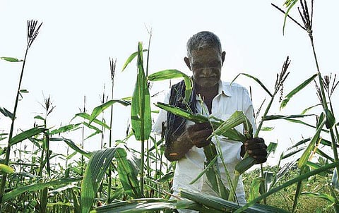 ‘Pest war’ declared against maize infiltrator, fall armyworm