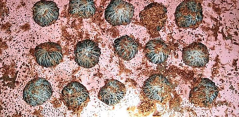 15 country-made explosives found under YSRC leader’s car