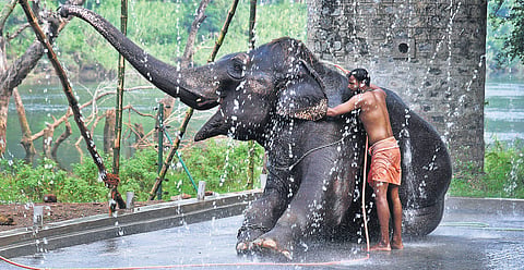 An elephant gets a shower at the camp, with some help from its mahout. Elephants are given showers in the morning and evening. Before bath, they are given walking practice