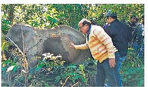 Forest officials attending to the elephant at Nua Barangamal forest | Express
