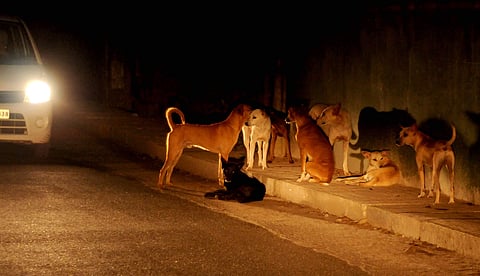 An image of stray dogs  used for representational purpose. (File photo | EPS)