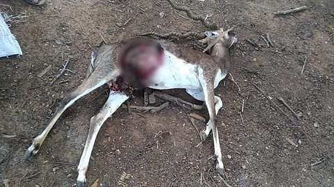 Black Buck found dead at KV Grounds inside Indian Institute of Technology - Madras.