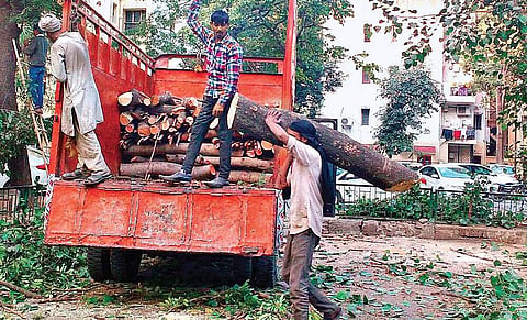 The tree chopping exercise was stopped after Delhi’s environment minister took note of the complaints from some Vasant Kunj residents| EXPRESS