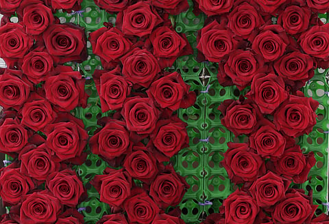 Sisapamba is one of a dozen companies in Ecuador that have woken up to the potential of preserved flowers. (Photo | AP)