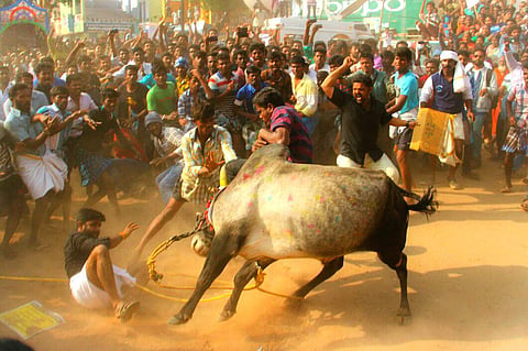 EPS file photo of Jallikattu event in Tamil Nadu