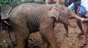 Activists see red over transfer of elephant calves to from Mysuru zoo Singapore 