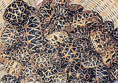 The rescued reptiles in Vijayawada on Tuesday | Express