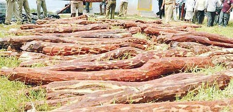 When tribals fall prey to red sanders mafia in Andhra Pradesh