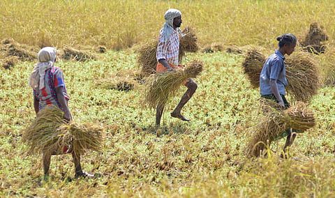 The impact of the Union Budget 2018 presented by Finance Minister Arun Jaitley could be manifold in the primary agriculture sector while farming is fast loosing its charm. For stake holders like the farm workers and agriculturists at Kizhakkeppuram paddy 