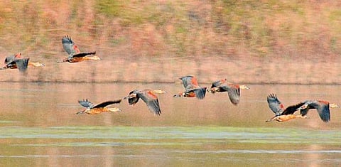 Lesser whistling ducks fly over a lake during a bird watching session| D HEMANTH