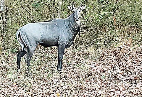 A Nilgai spotted on the Safari road of Muthodi range in Bhadra Tiger Reserve.