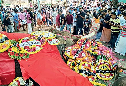 People paying their last respects to tusker Thiruvambady Sivasundar, who died after a prolonged illness| Express
