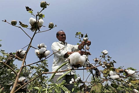 A farmer harvests cotton in his field in Rangpurda village, Gujarat. (Photo | Reuters)