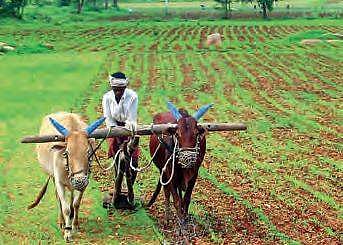 Farmers unable to make full use of consumer forum, say experts