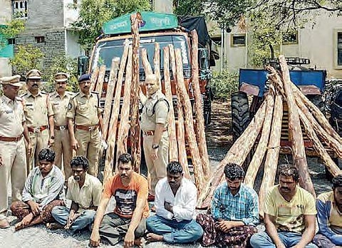 The seized red sanders logs and arrested smugglers in Mydukur division of Kadapa district on Saturday  | Express
