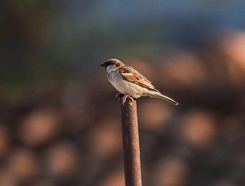 Male and female sparrows can be easily distinguished by feather coloration. Females possess brown backs with stripes while males possess reddish backs and black bibs. (EPS | Vinay Madapu)