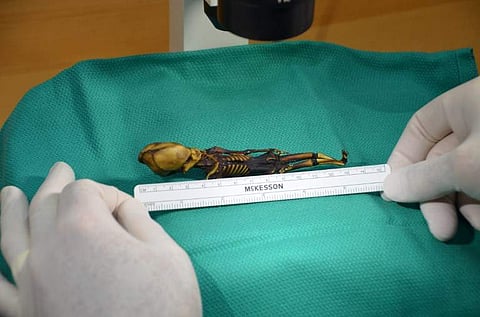 This undated image courtesy of Dr. Emery Smith show a tiny, mummified skeleton discovery in 2003 in Chile's Atacama Desert, tucked into a leather pouch behind a church.  | AFP