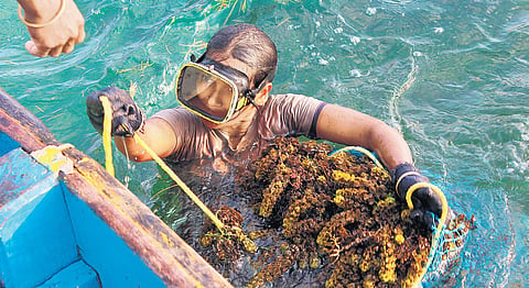 “The sea is our treasure. We know how to take care of it'. (Photo | Joyel K Pious)