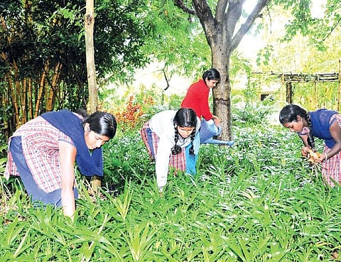 Students at a Gurukulam engaged in agricultural activities in an  atmosphere where learning can happen outside classrooms too