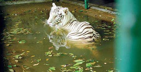 Thiruvananthapuram zoo (EPS  | BP Deepu)