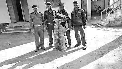 A file photo of an arrested poacher holding deer hide with forest officials