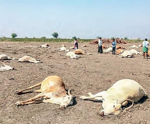 As many as 56 cows perished after eating poisonous shoots at Daida village in Gurazala mandal of Guntur district on Monday | Express