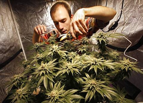 Wholesale marijuana cultivation and retail sales, which is mainly controlled by criminal gangs, are prohibited.  (File | AP)