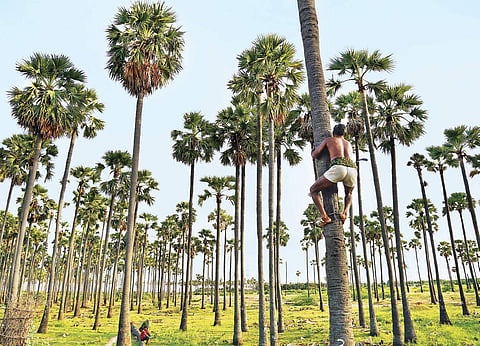 Image of palmyra trees used for representational purposes only