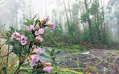 Neelakurinji plants bloom at Kottakkamboor area of Kurinjimala sanctuary.