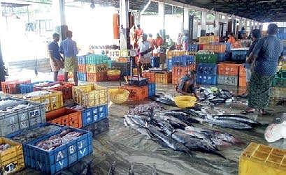 Fish being sorted inside the fishing harbour in Munambam   A Sanesh