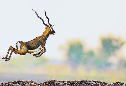 A retired forest official says that the grasslands are unique type of ecosystem and they must be protected.