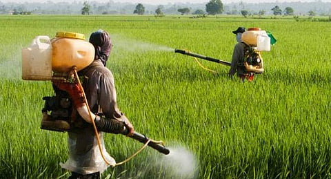 Farmers spraying pesticides in a field. (Photo | PTI)
