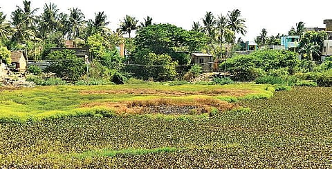 Lakeside bushes, which were burnt by locals on a suspicion of a ‘child kidnapper’ hiding there, near the Ponneri DSP office on Wednesday | D SAMPATHKUMAR