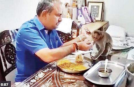JD(S) man has a monkey over for breakfast