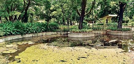 The pond in Semmozhi Poonga | Prateeksha Aravind