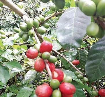Arabica coffee beans growing in a coffee estate near Virajpet, Kodagu | KPN