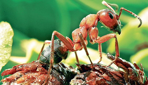 Ants and others in the garden