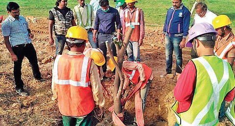 A tree being translocated to the Sri Sathya Sai Super Specialty Hospital premises